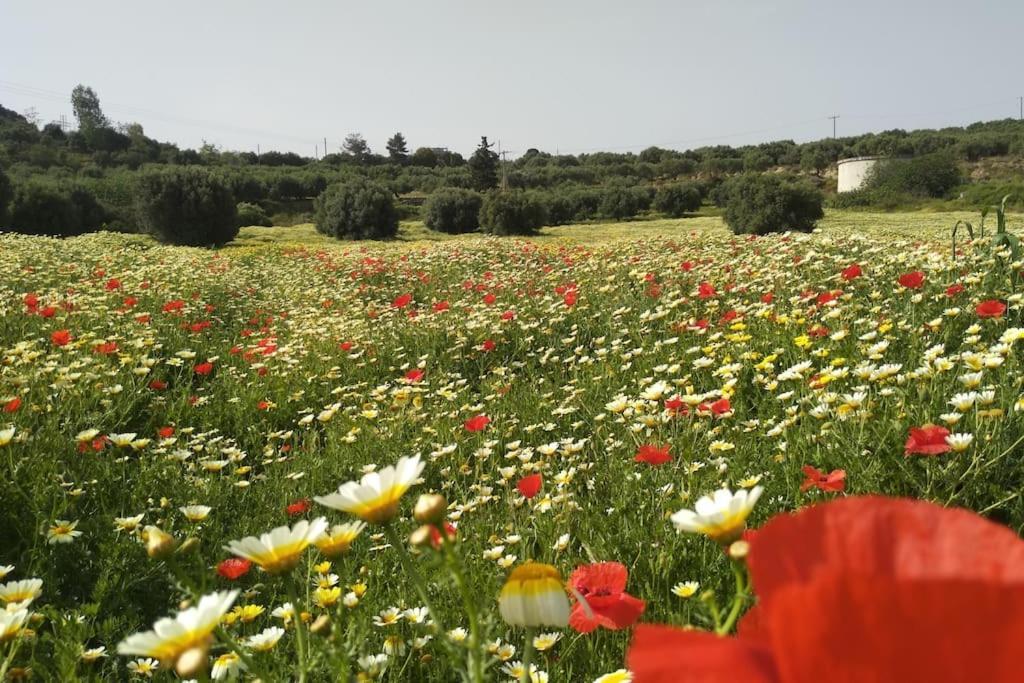 Olive Land - Γη Τησ Ελιασ / Stone Villa. Γούβες Εξωτερικό φωτογραφία