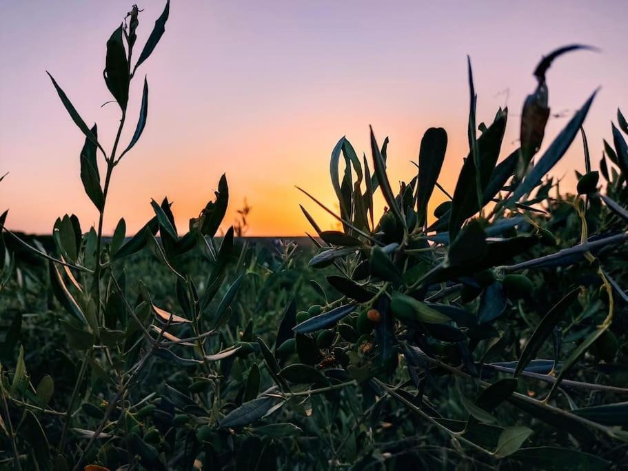 Olive Land - Γη Τησ Ελιασ / Stone Villa. Γούβες Εξωτερικό φωτογραφία