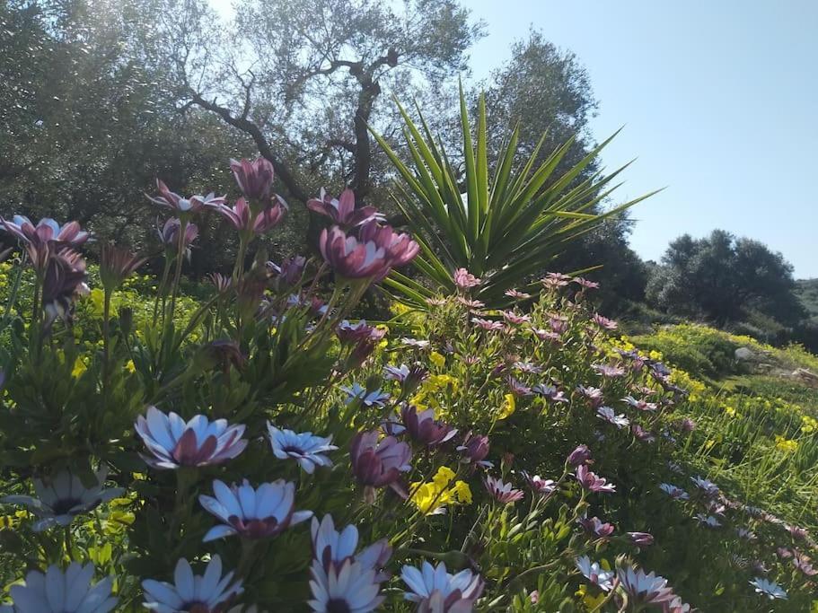 Olive Land - Γη Τησ Ελιασ / Stone Villa. Γούβες Εξωτερικό φωτογραφία